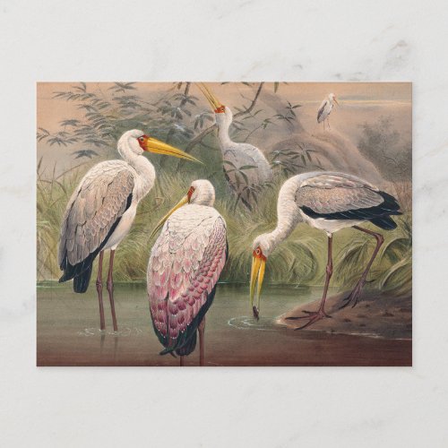 The African Wood Ibis by Joseph Wolf Postcard