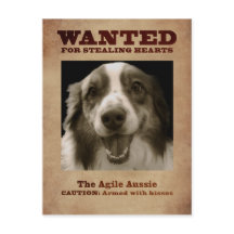 The Agile Aussie
