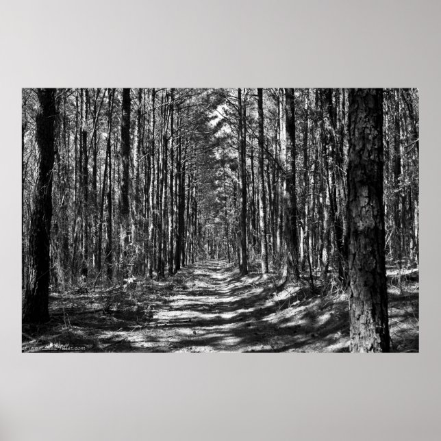 The Alley Through the Pine Sentinels B&W Poster (Front)