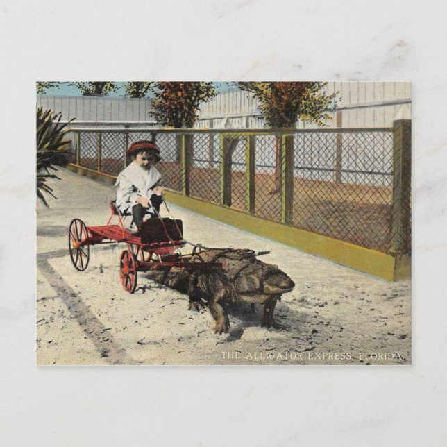 The Alligator Go-Cart Postcard (Front)