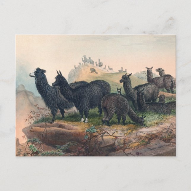 The Alpaca by Joseph Wolf Postcard (Front)