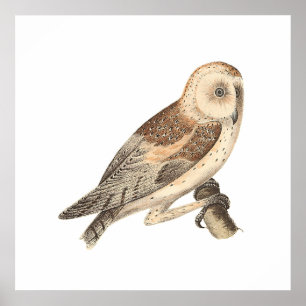 The American Barn Owl (Strix pratincola) NY Birds Poster