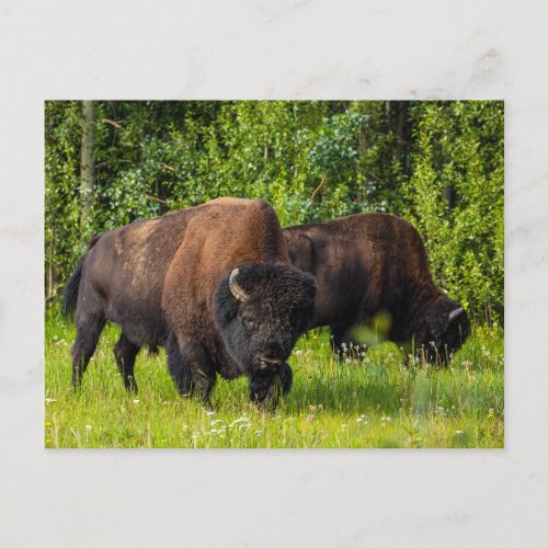 The American Bison at Alaska Highway Postcard