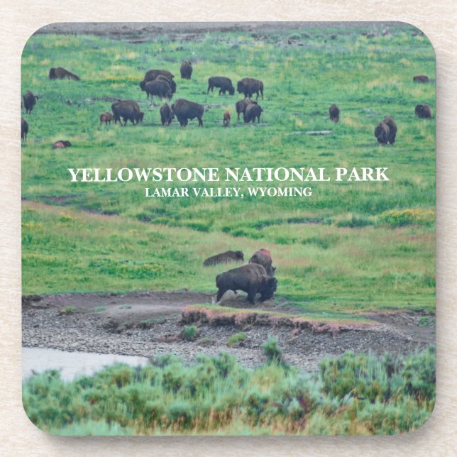 The American Bison Beverage Coaster (Front)