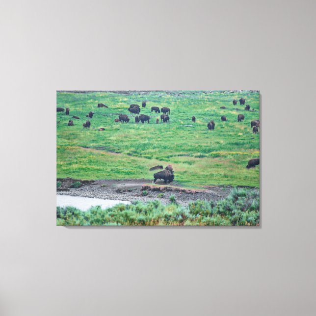 The American Bison Canvas Print (Front)