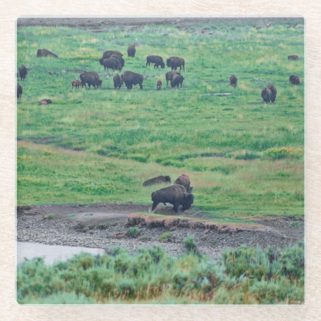 The American Bison Glass Coaster (Front)