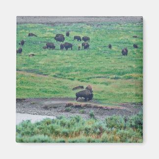 The American Bison Magnet