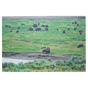 The American Bison Metal Print