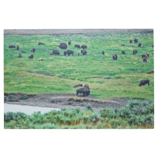 The American Bison Metal Print
