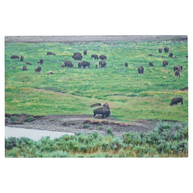 The American Bison Metal Print (Front)