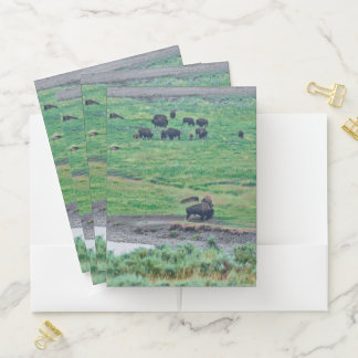 The American Bison Pocket Folder