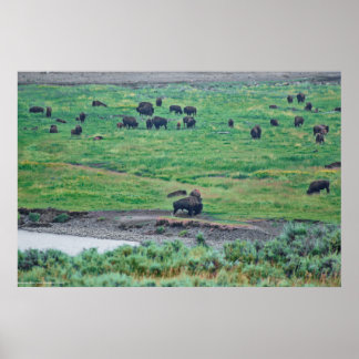 The American Bison Poster