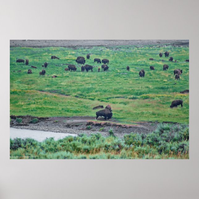 The American Bison Poster (Front)