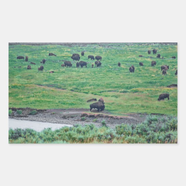 The American Bison Rectangular Sticker (Front)