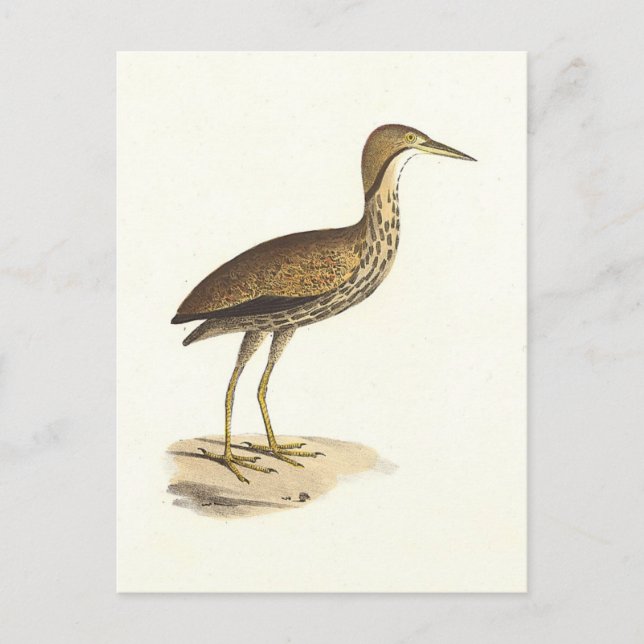 The American Bittern (Botaurus lentiginosus) Bird  Postcard (Front)