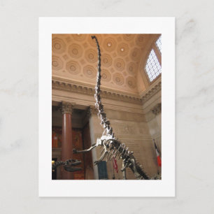 The American Museum of Natural History, NYC Postcard