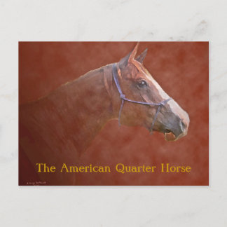 The American Quarter Horse Postcard