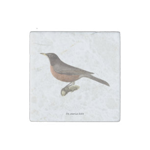 The American Robin (Turdus migratorius) NY Birds Stone Magnet