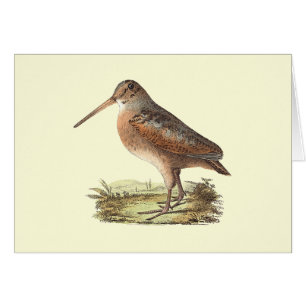 The American Woodcock (Rusticola minor) NY Bird Cards