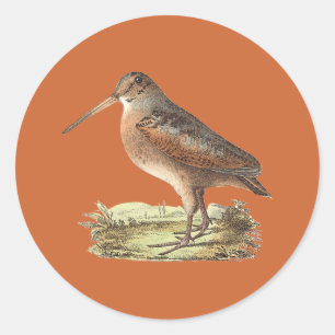The American Woodcock (Rusticola minor) NY Bird Classic Round Sticker