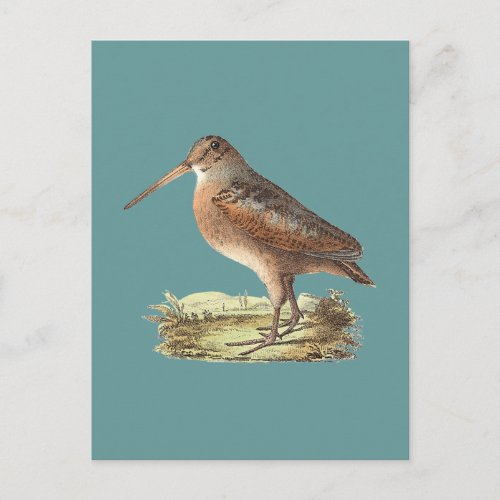 The American Woodcock Rusticola minor NY Bird Postcard