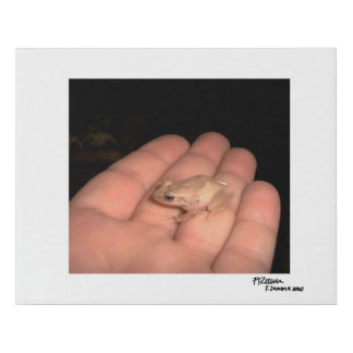 The Amphibian Faux Canvas Print