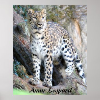 The Amur Leopard Poster by Scotts_Barn at Zazzle