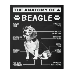 The Anatomy Of A Beagle Dog Metal Print