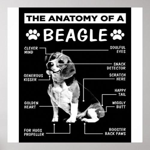 The Anatomy Of A Beagle Dog Poster