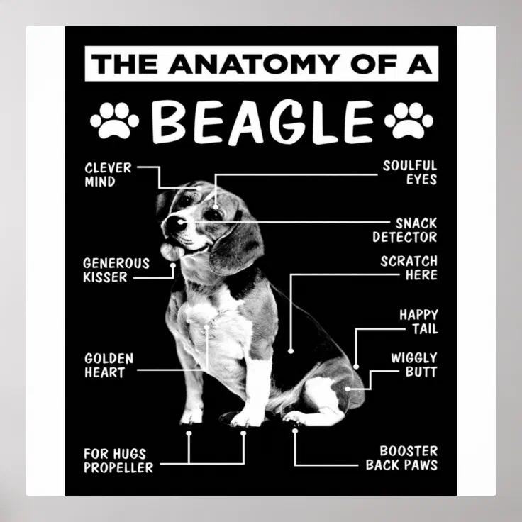 The Anatomy Of A Beagle Dog Poster Zazzle