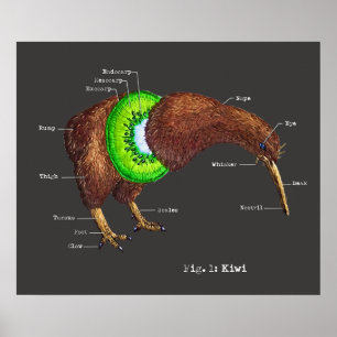 The Anatomy of a Kiwi Poster