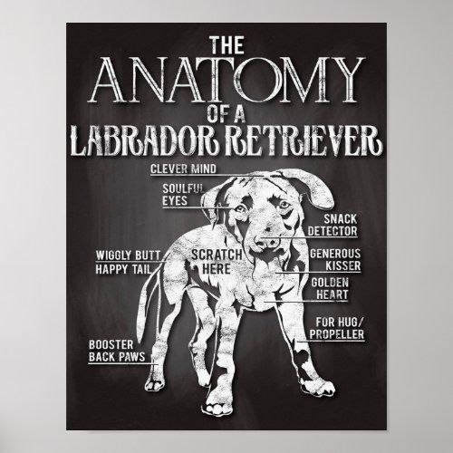 The Anatomy Of A Labrador Retriever Classic Gift Poster