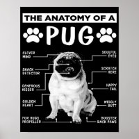 The Anatomy Of A Pug Pet Lover