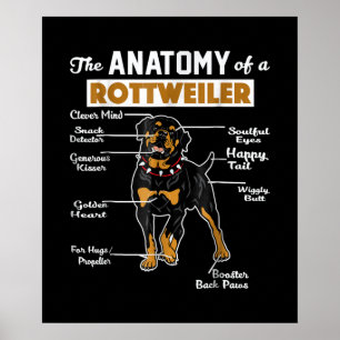 The Anatomy Of A Rottweiler Cool Dog Lover Poster