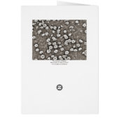 The Ancient of Daisies (Back)