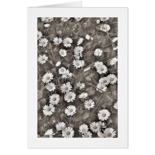 The Ancient of Daisies (Front)