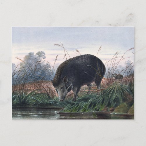 The Andaman Pig by Joseph Wolf Postcard
