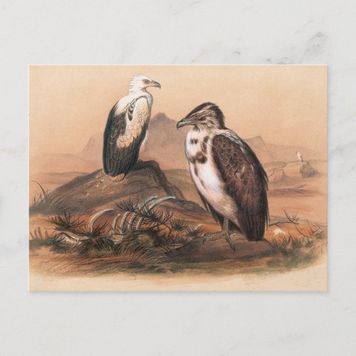 The Angolan Vulture by Joseph Wolf Postcard