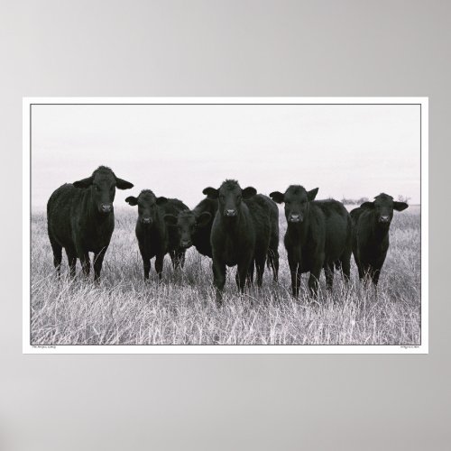 The Angus Gang _ Black Angus Cattle _ Texas Poster