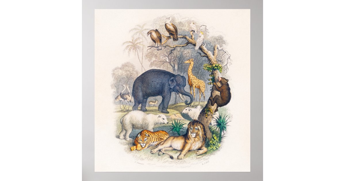 The Animal Kingdom Poster | Zazzle
