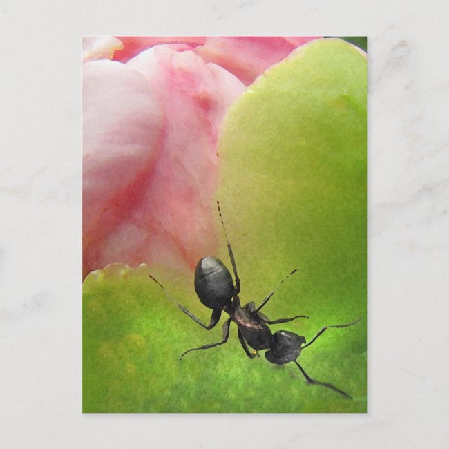 The Ant and the Peony