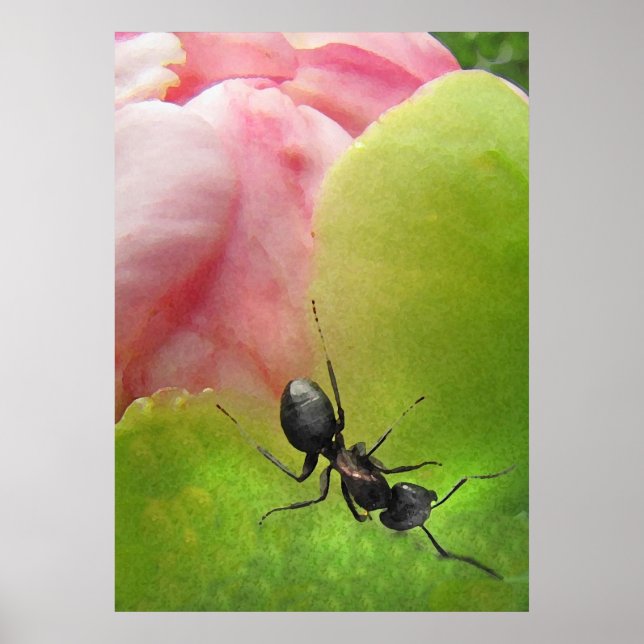The Ant and the Peony Poster (Front)