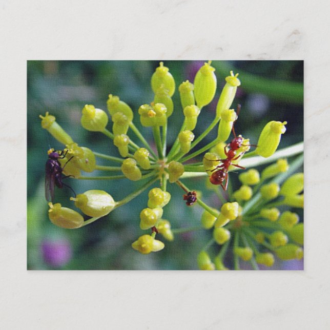 The Ant,The Fly, and the Weed Postcard (Front)