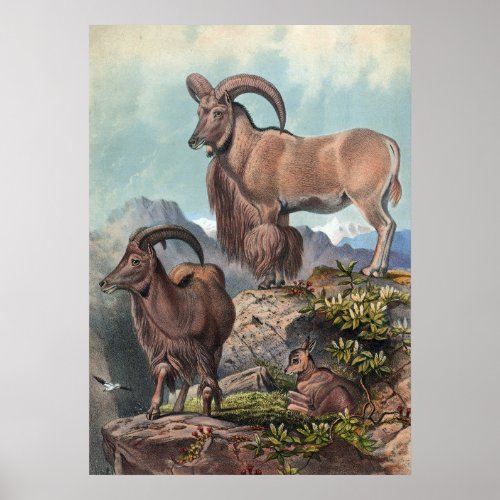 The Aoudad by Joseph Wolf Poster