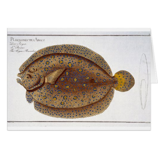The Argus Flounder (Pleuronectes Argus) plate XLVI Cards (Front Horizontal)