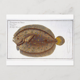 The Argus Flounder (Pleuronectes Argus) plate XLVI Postcard