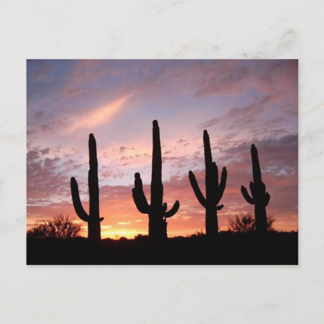 "The Arizona Show" Postcard (Front)