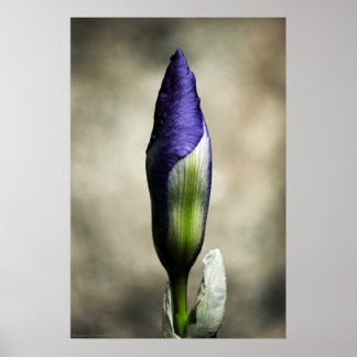 The Arriving Beauty Print