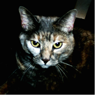 The Art Of Cat Cutout