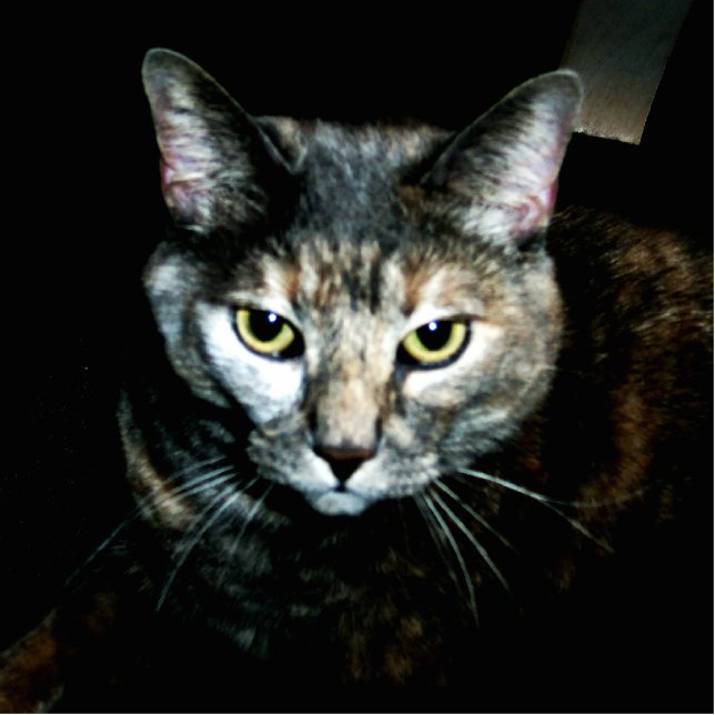 The Art Of Cat Cutout (Front)